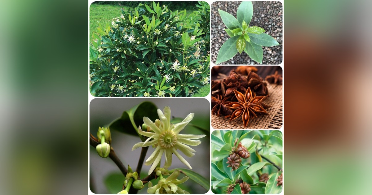 Csillagánizs (Illicium Verum) magok eladók + AJÁNDÉK