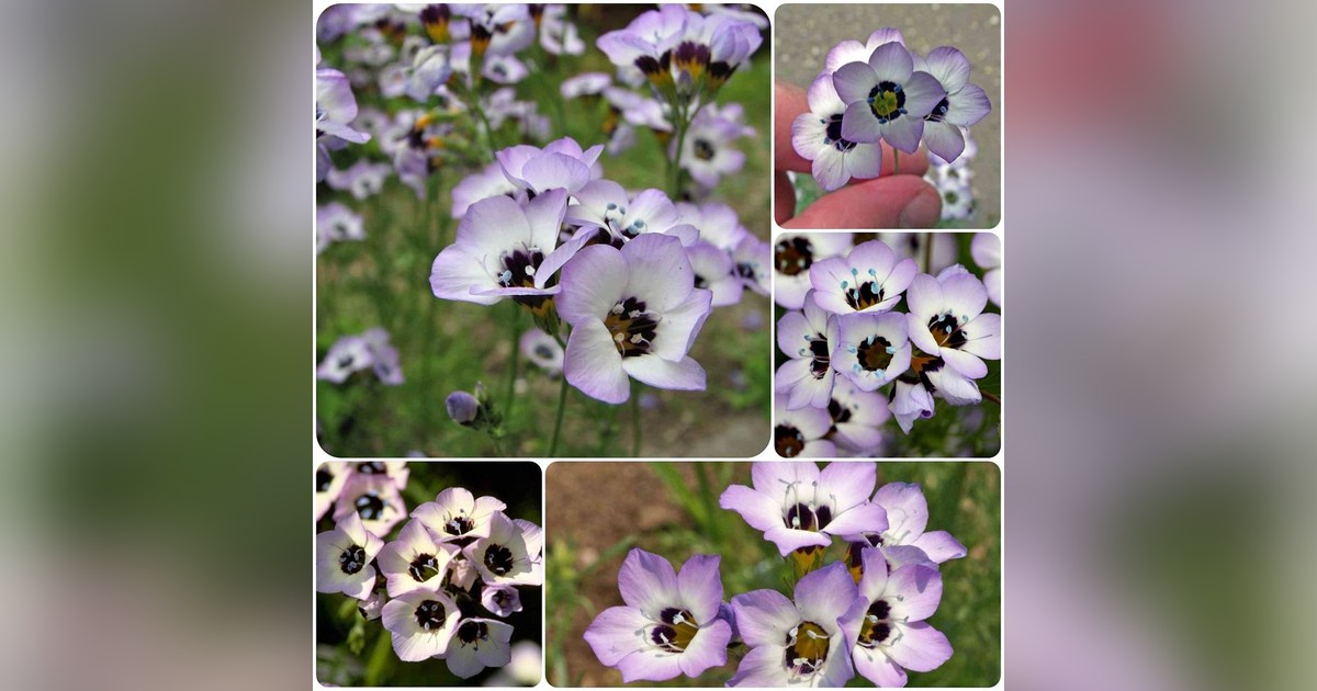 Csokoládéillatú Gilia tricolor bird's eyes magok eladók + AJÁNDÉK