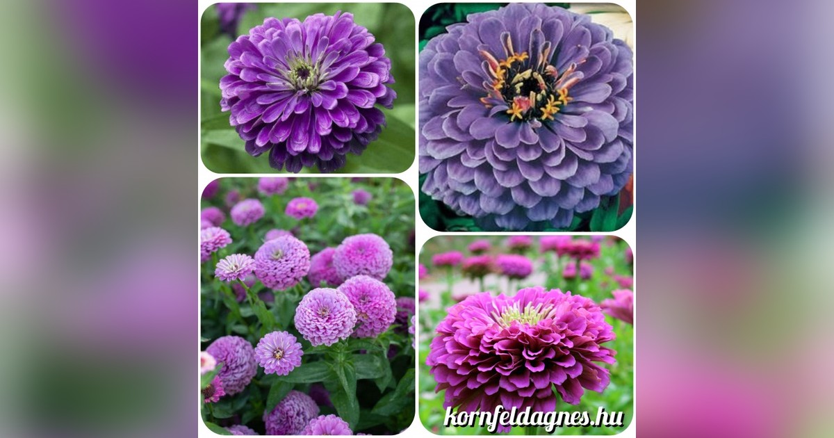 Dáliavirágú lilásrózsaszín Zinnia elegans magok eladók + AJÁNDÉK