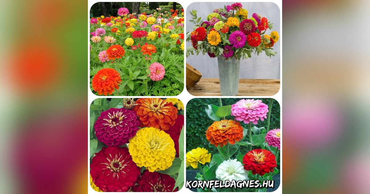 Daliaviragú magas Zinnia elegans mix magok eladók + AJÁNDÉK