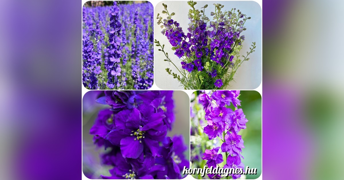 Delphinium Consolida 'Purple Passion' magok eladók + AJÁNDÉK