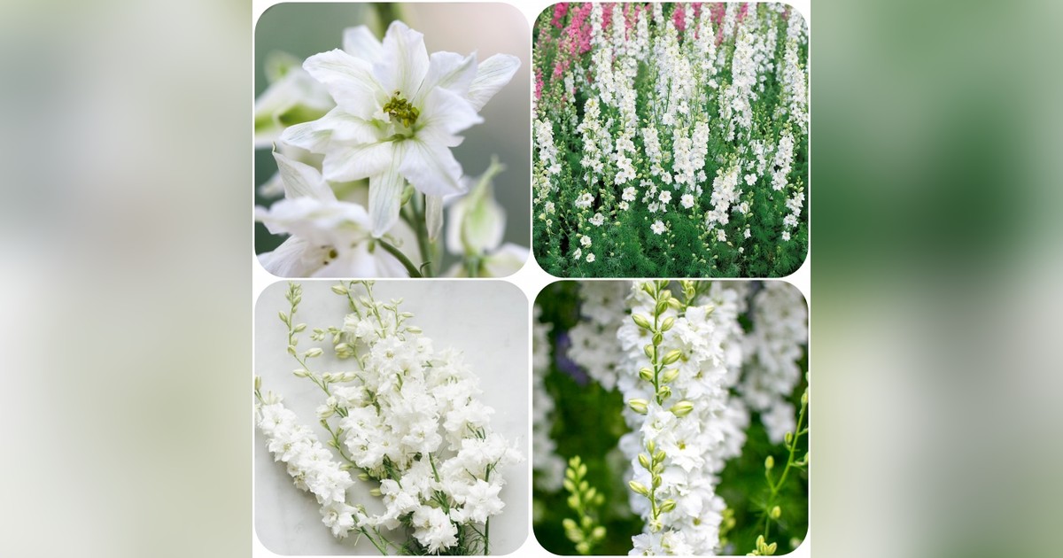 Delphinium Consolida &#039;White Spire&#039; magok eladók + AJÁNDÉK