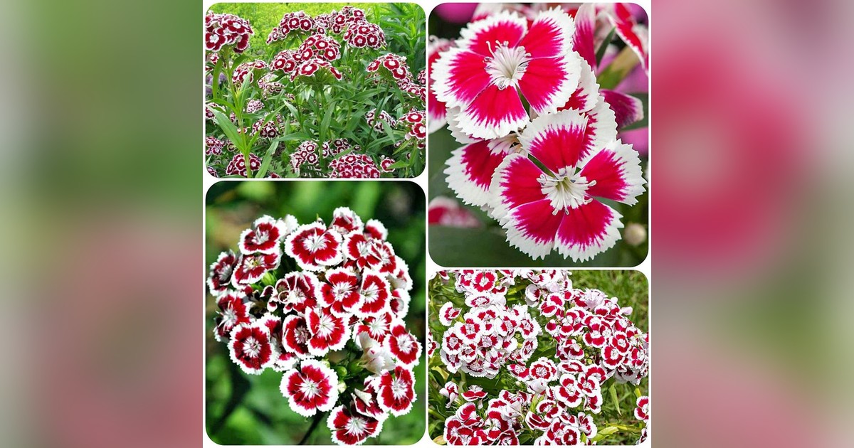 Dianthus barbatus 'Holborn Glory' magok eladók + AJÁNDÉK