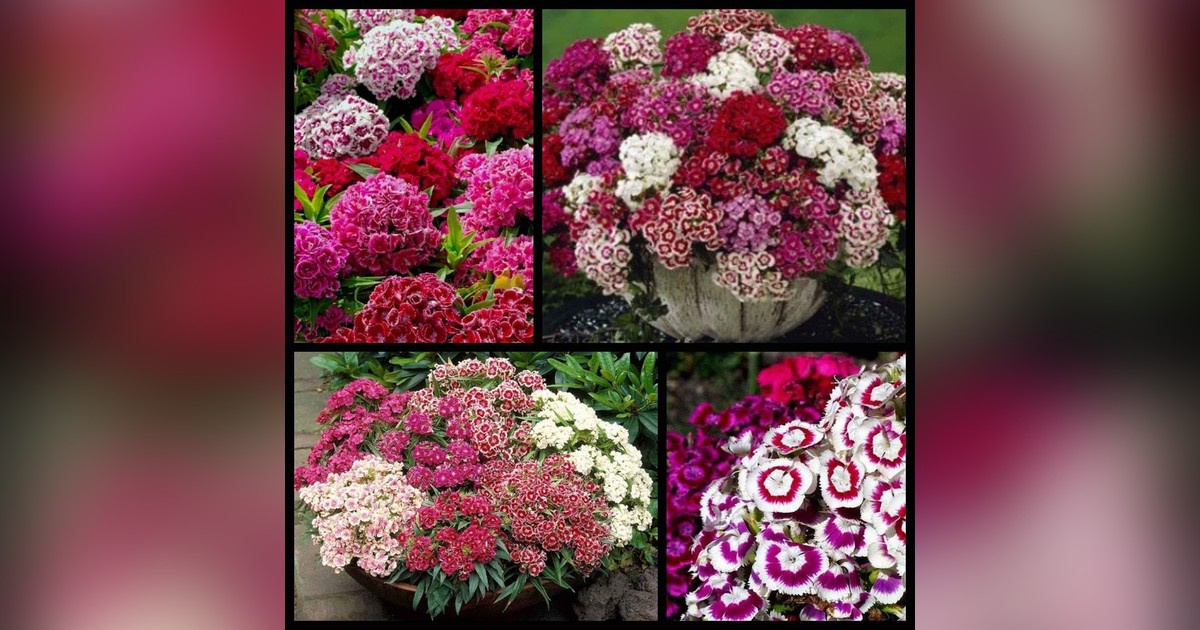 Dianthus barbatus mix magok eladók + AJÁNDÉK