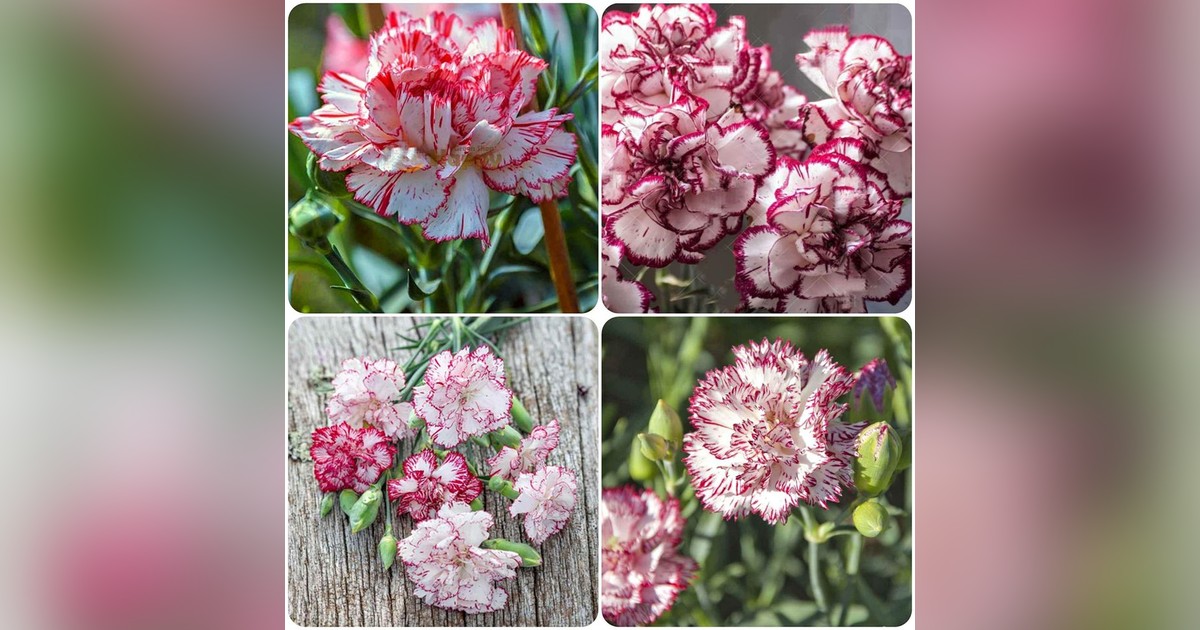 Dianthus caryophyllus "carnation chadbaud benigna" magok eladók + AJÁNDÉK