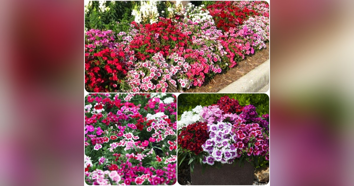 Dianthus chinensis 'Persian Carpet' magok eladók + AJÁNDÉK