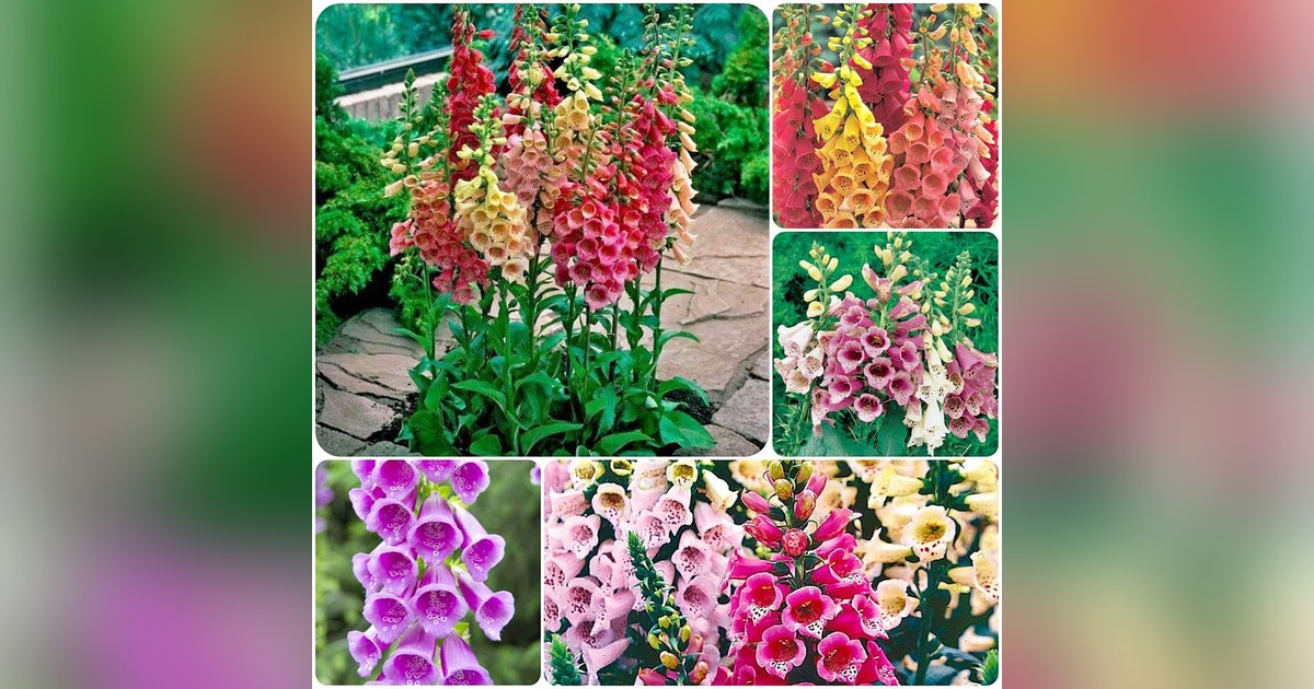 Digitalis Purpurea mix magok eladók + AJÁNDÉK