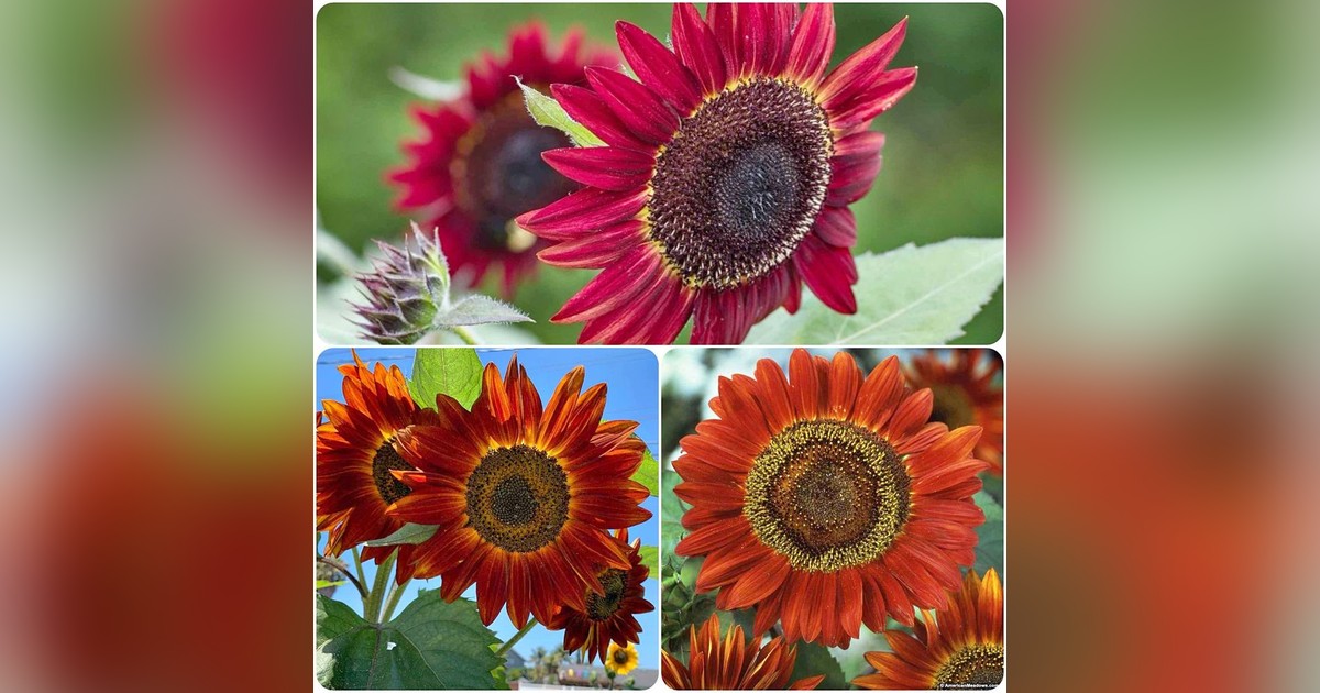 Dísznapraforgó &#039;Red Sun&#039; magok eladók + AJÁNDÉK