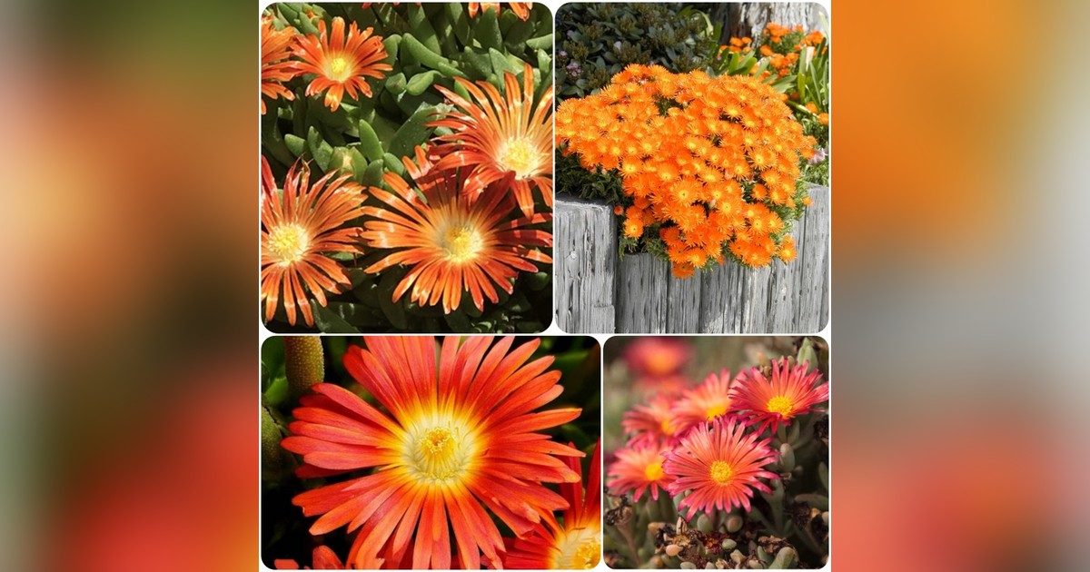 Dorotheanthus bellidiformis 'Orange' magok eladók + AJÁNDÉK