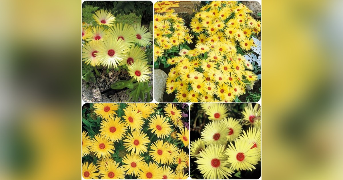 Dorotheanthus bellidiformis 'yellow' magok eladók + AJÁNDÉK
