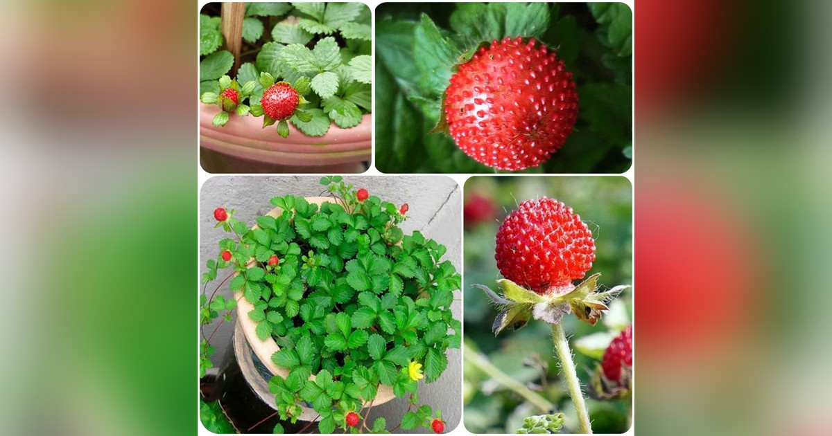 Duchesnea Indica (díszeper) magok eladók + AJÁNDÉK