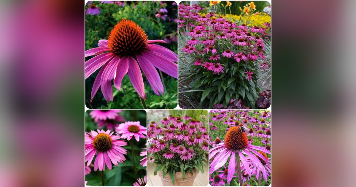 Echinacea (sötét rózsaszín) magok eladók + AJÁNDÉK