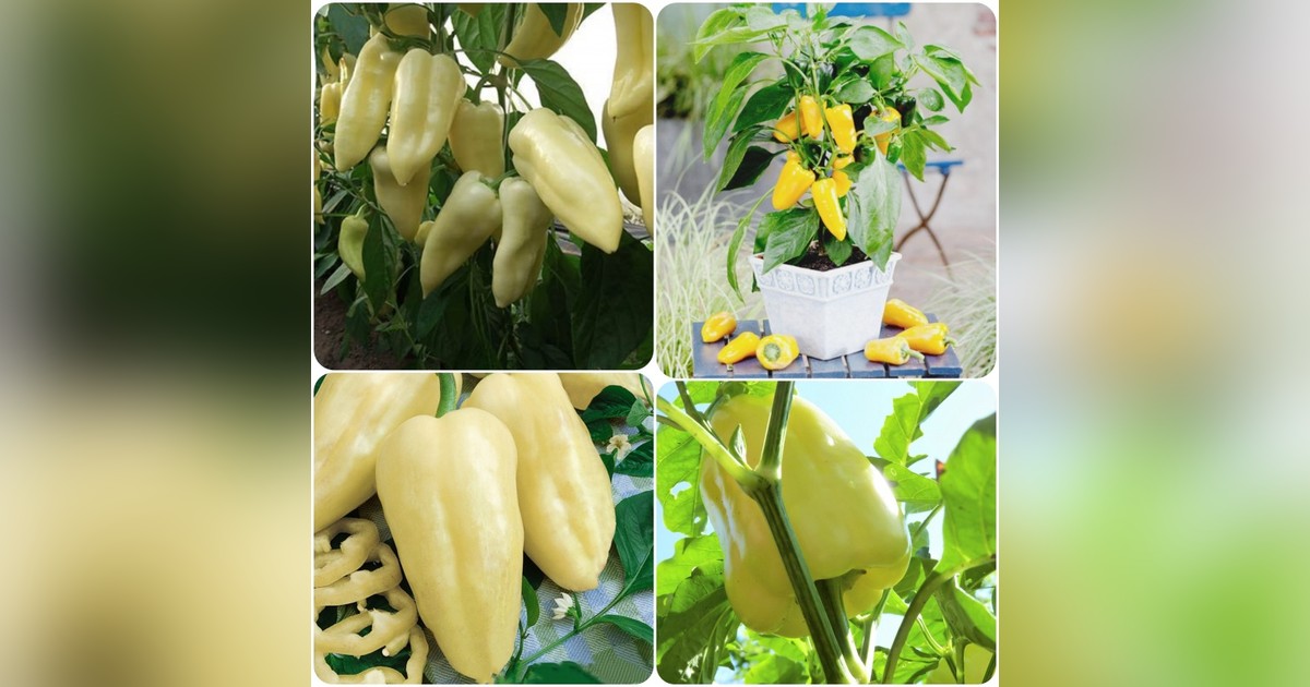 Édes fehér 'Citrina' paprika magok eladók + AJÁNDÉK!