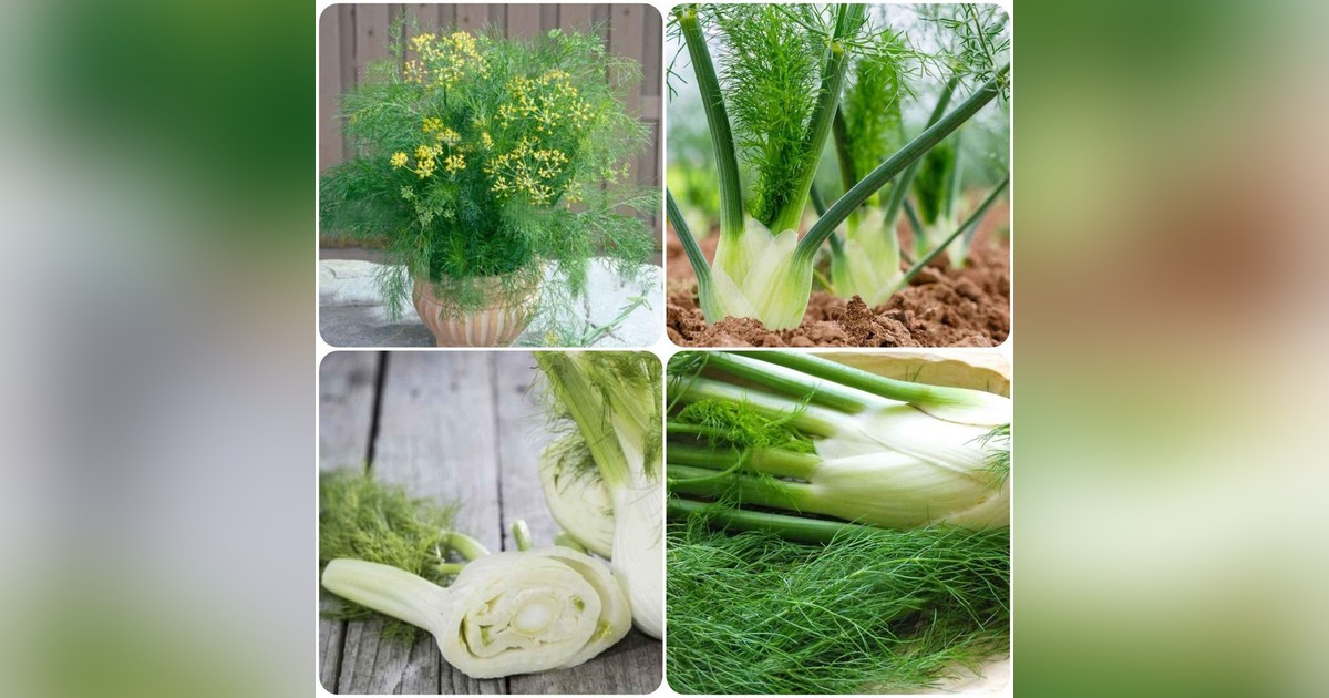 Édeskömény (ánizskapor) magok eladók + AJÁNDÉK