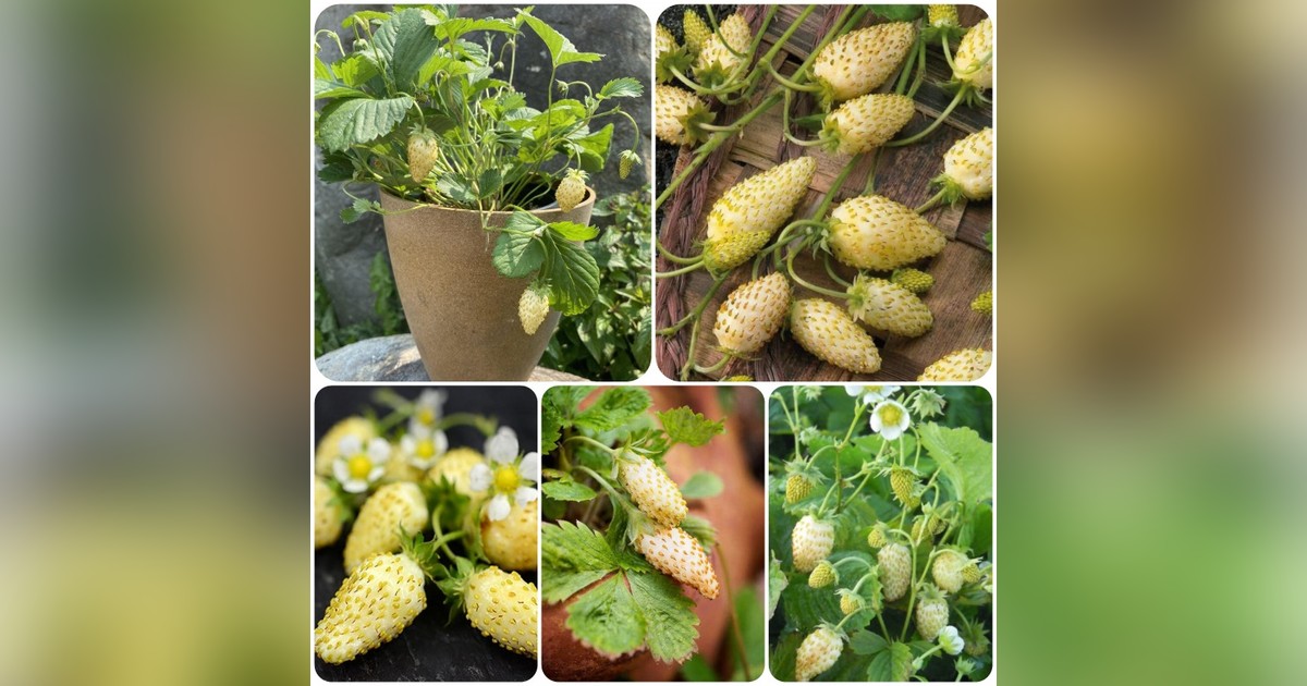 Erdei szamóca 'Yellow cream' magok eladók + AJÁNDÉK