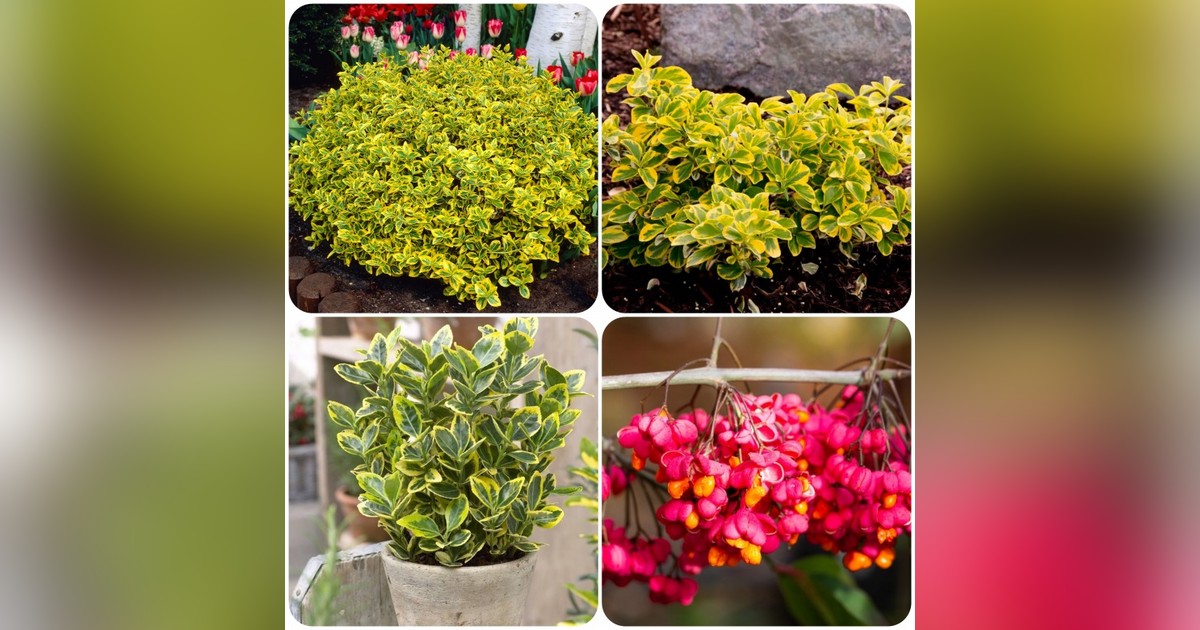 Euonymus europaeus &#039;gold&#039; magok eladók + AJÁNDÉK