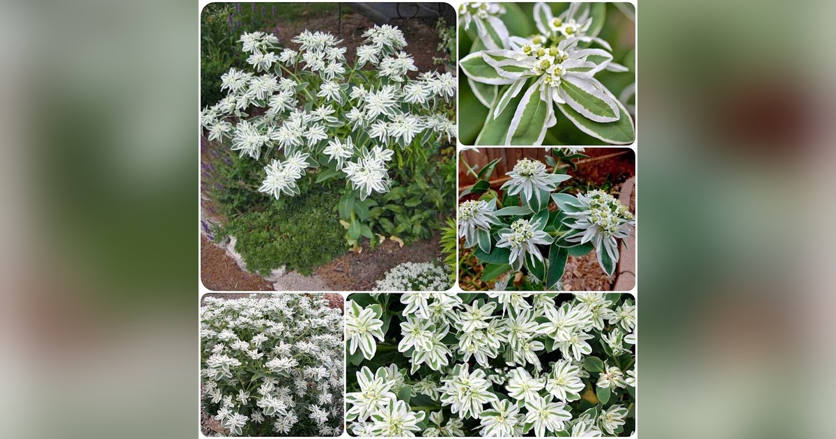 Euphorbia Marginata (Jégvirág) magok eladók + AJÁNDÉK