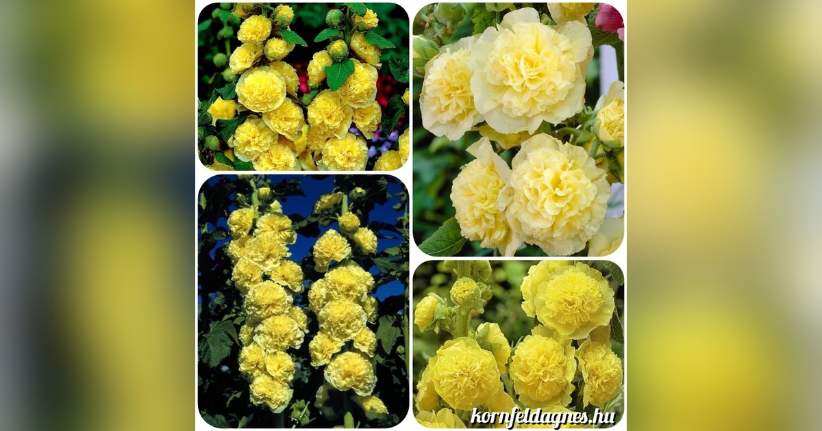 Évelő Alcea rosea "chater's double yellow" magok eladók + AJÁNDÉK