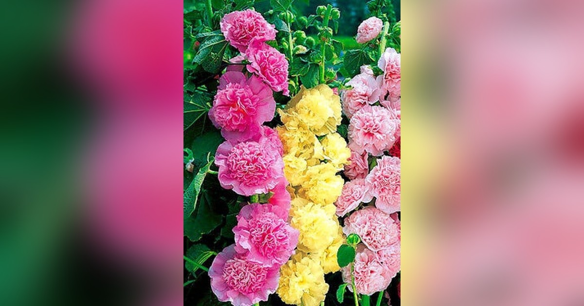 Évelő Alcea Rosea 'pink-yellow' mix magok eladók + AJÁNDÉK