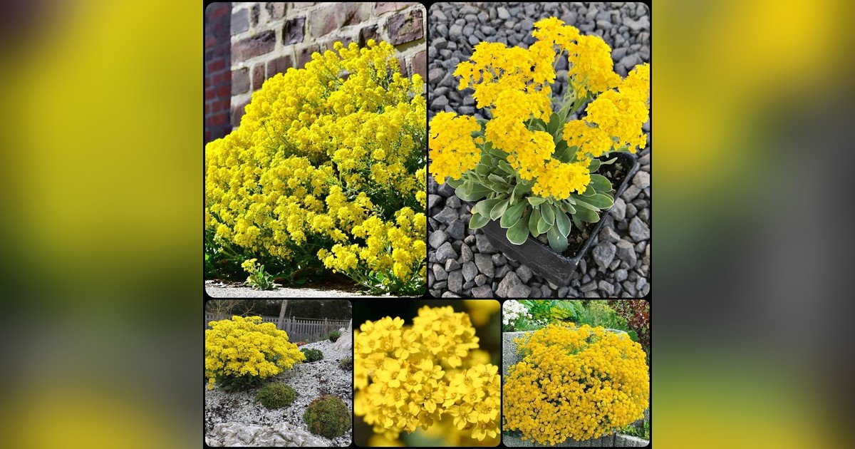 Évelő Alyssum saxatile magok eladók + AJÁNDÉKOT is kapsz melléjük