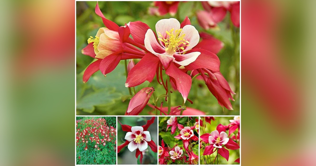 Évelő Aquilegia Caerulea Crimson Star magok eladók + AJÁNDÉK