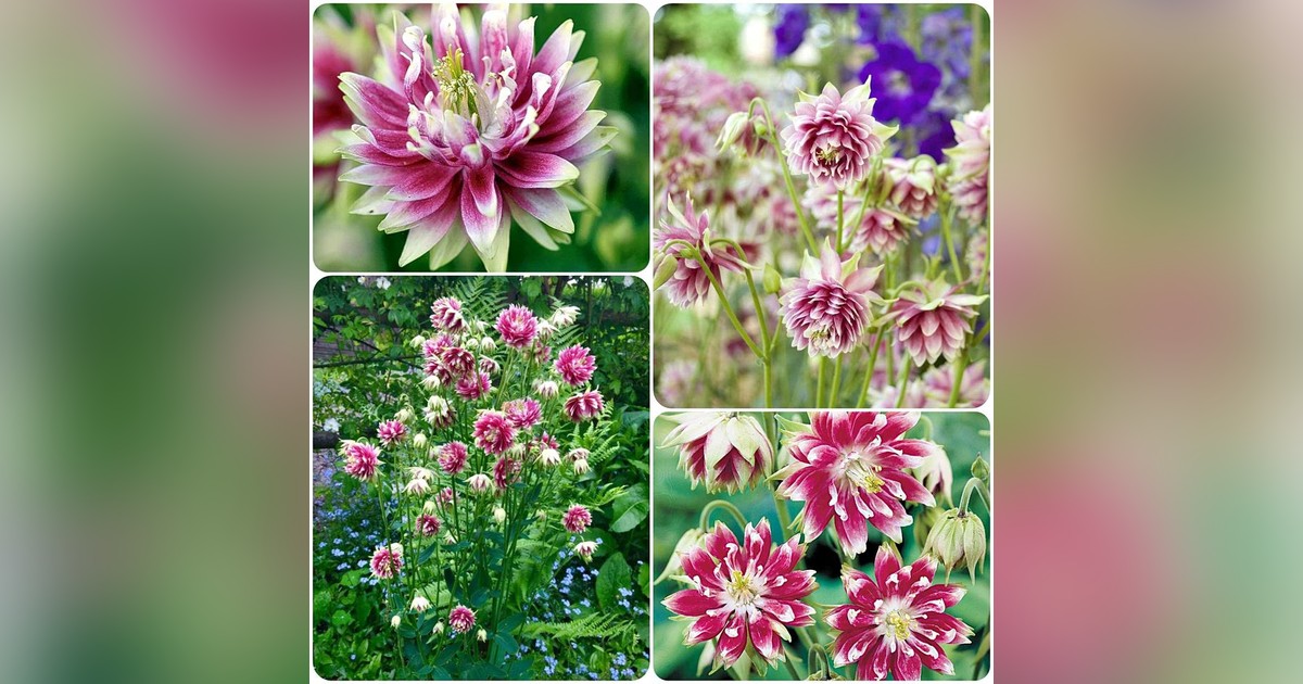 Évelő Aquilegia nora barlow magok eladók + AJÁNDÉK