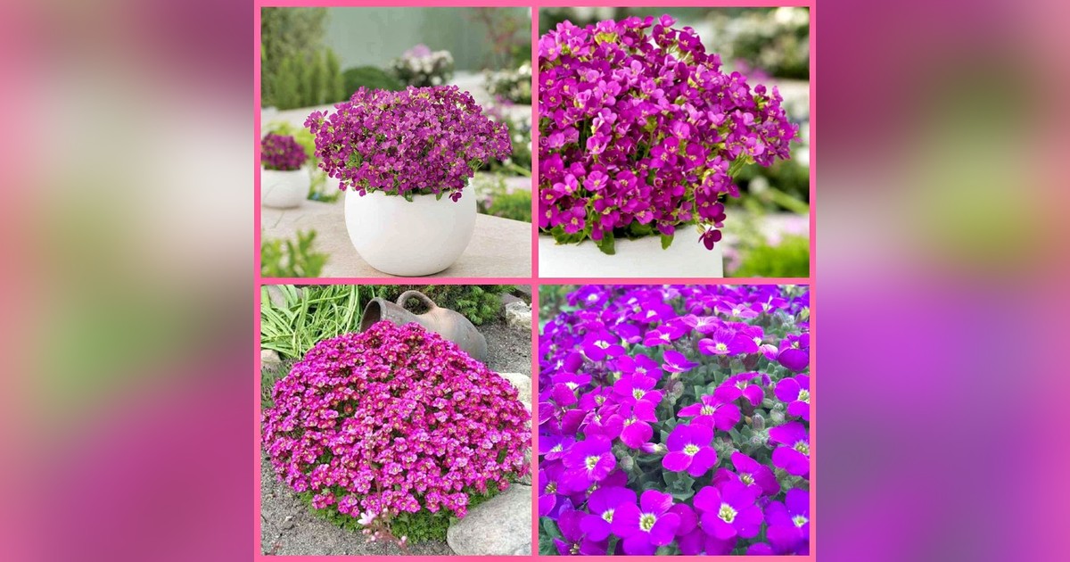 Évelő Arabis alpina caucasica magok eladók + AJÁNDÉK