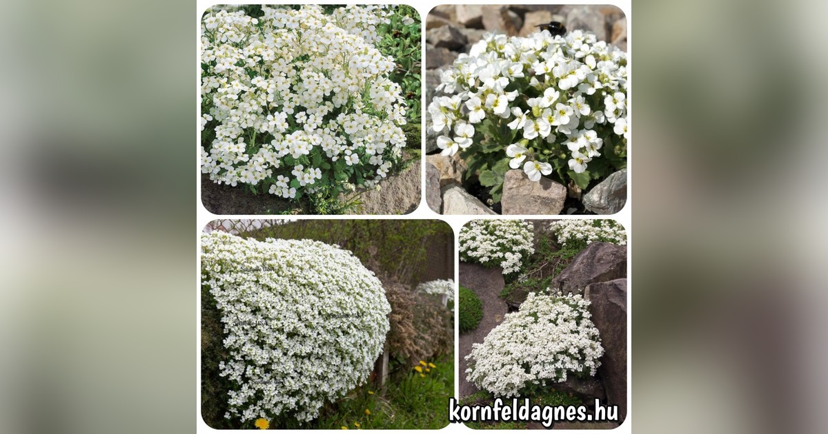 Évelő arabis alpina caucasica 'white' magok eladók + AJÁNDÉK