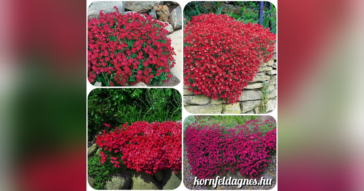 Évelő aubrieta cultorum 'Cascade Red' magok