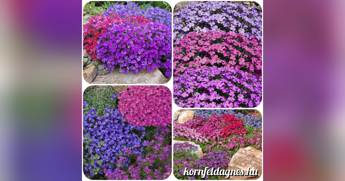 Évelő aubrieta cultorum &#039;royal mix&#039; magok eladók + AJÁNDÉK
