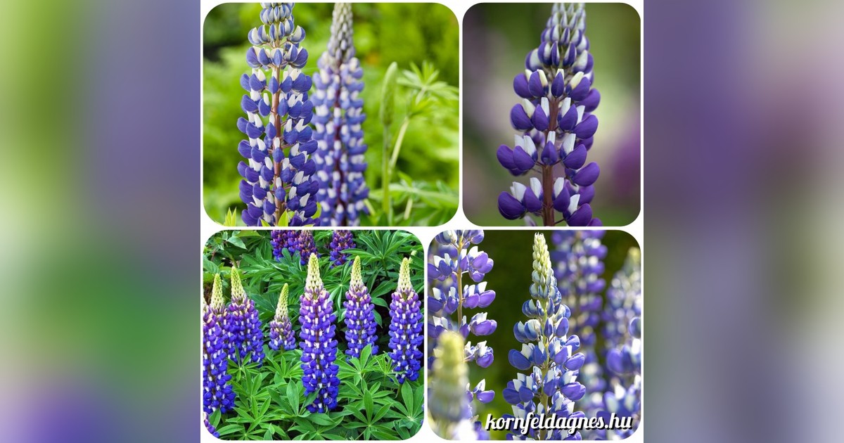 Évelő bicolor csillagfürt 'kék-fehér' magok eladók + AJÁNDÉK