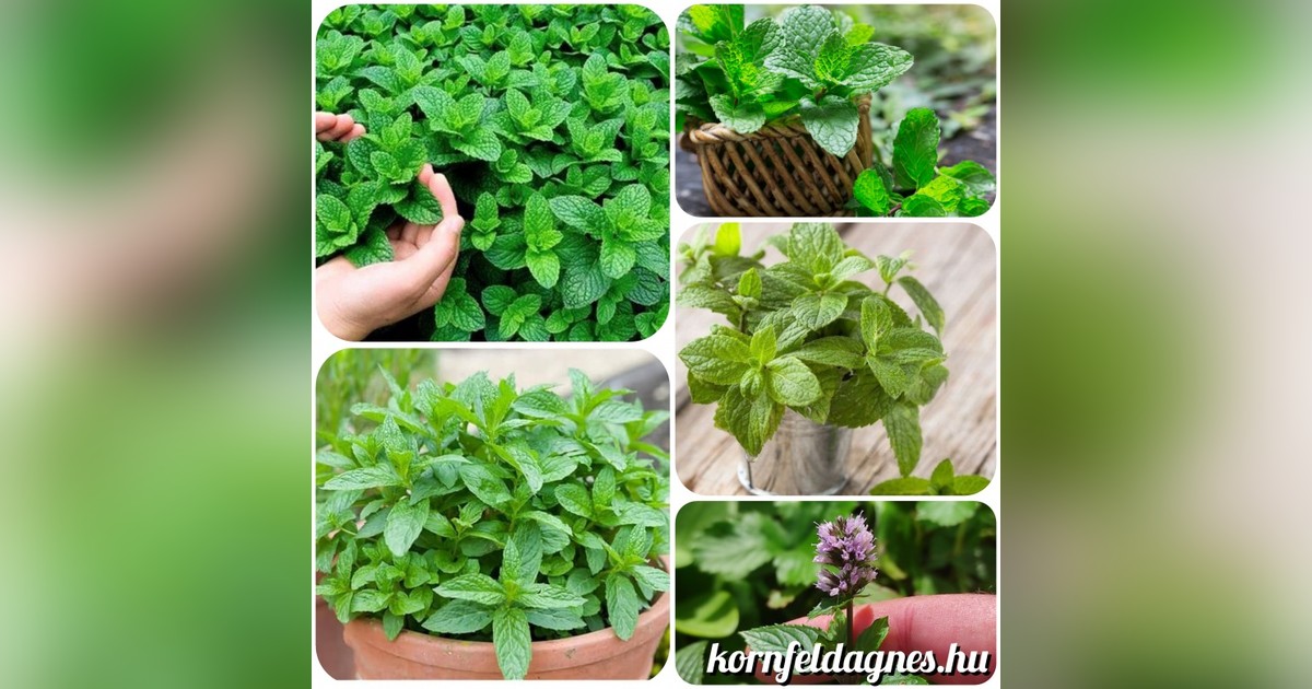 Évelő borsmenta magok eladók + AJÁNDÉK