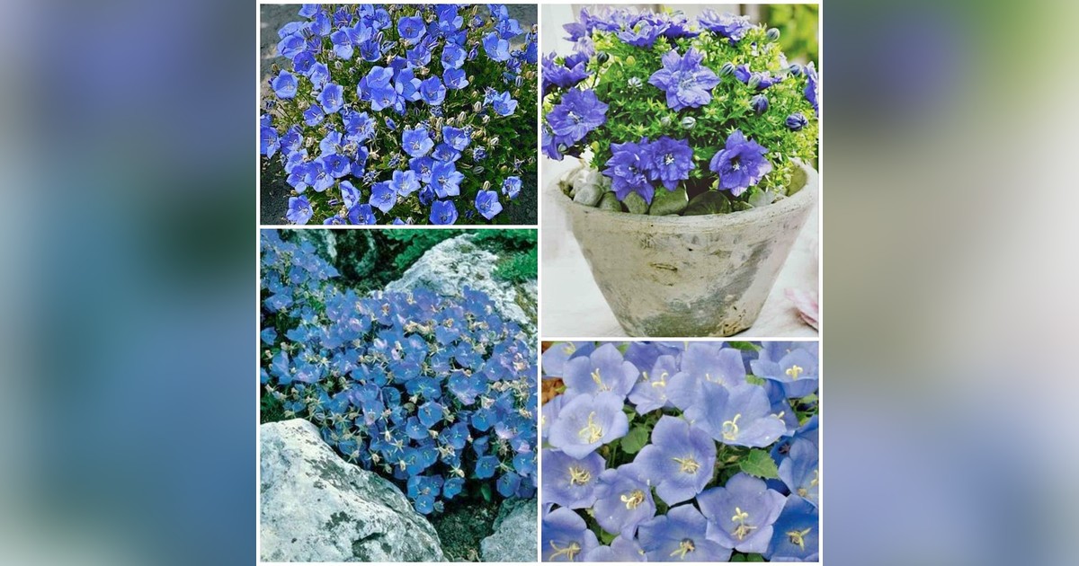 Évelő Campanula Carpatica Blue magok eladók + AJÁNDÉK