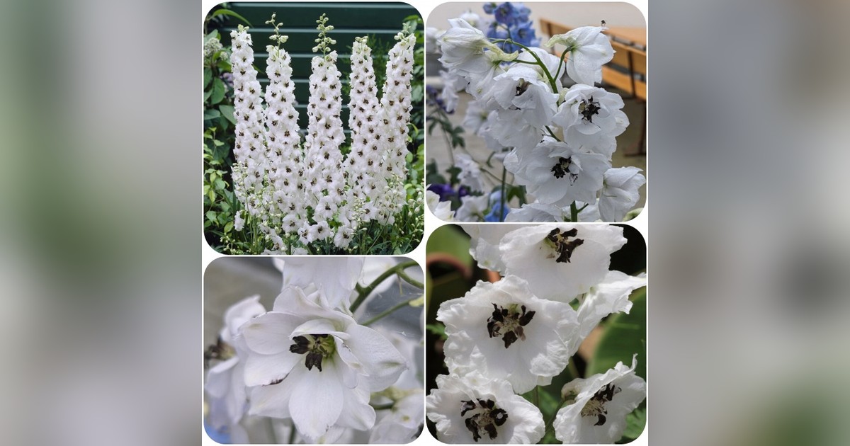 Évelő Delphinium Cultorum 'black eyed angel' magok eladók + AJÁNDÉK