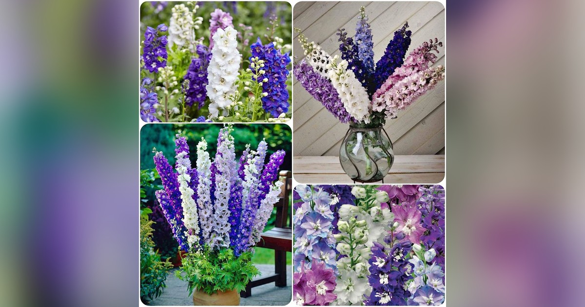 Évelő Delphinium Cultorum Mix magok eladók + AJÁNDÉK