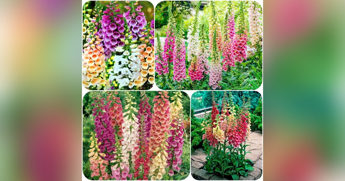 Évelő digitalis purpurea mix magok eladók + AJÁNDÉK