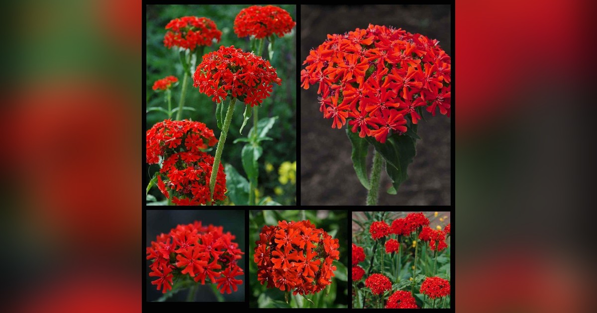 Évelő égő szerelem magok eladók + AJÁNDÉK