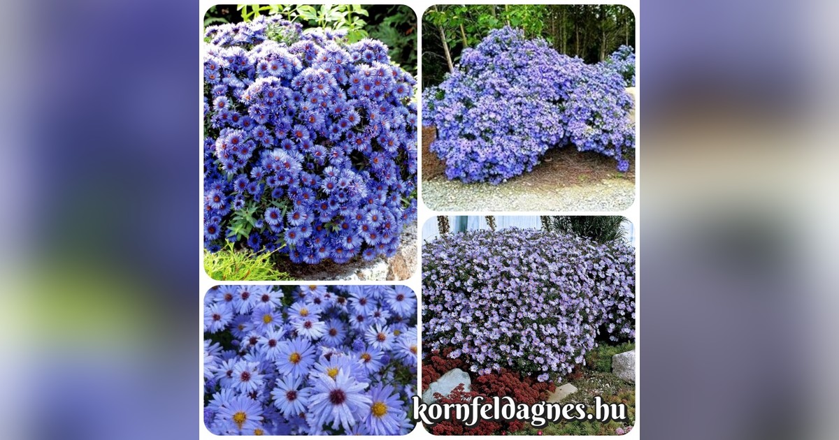 Évelő égszínkék őszirózsa "sky blue" magok eladók + AJÁNDÉK