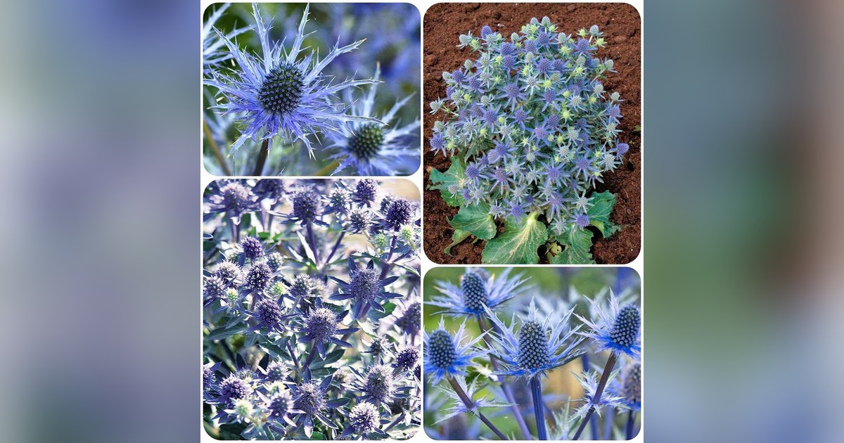 Évelő Eryngium Planum Blue magok eladók + AJÁNDÉK