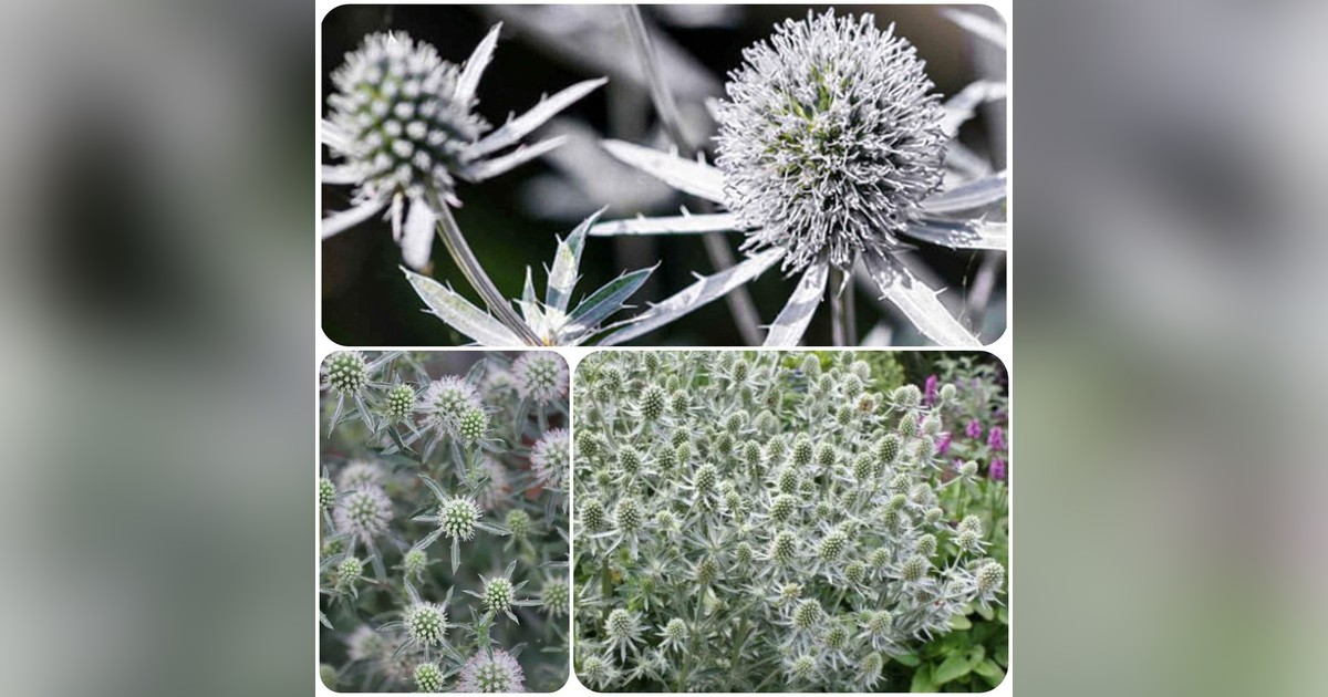 Évelő Eryngium Planum Silver Salentino magok eladók + AJÁNDÉK