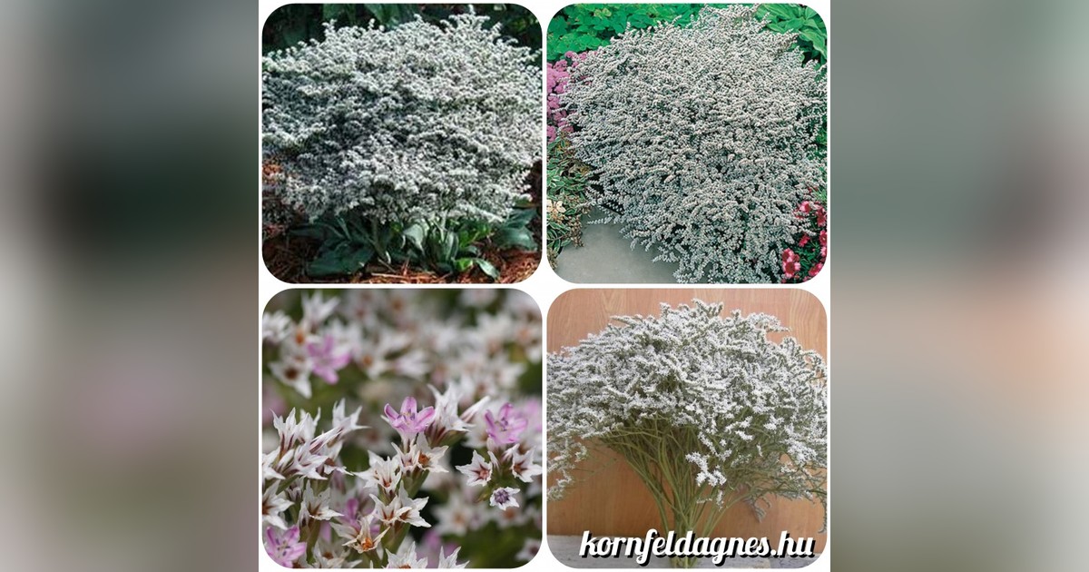 Évelő fehér tatár sóvirág magok eladók + AJÁNDÉK