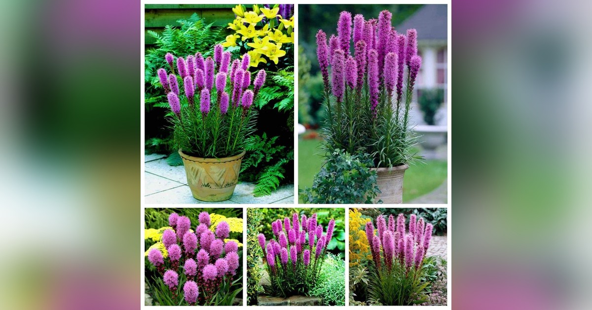 Évelő Füzéres diszcsorba magok eladók + AJÁNDÉK