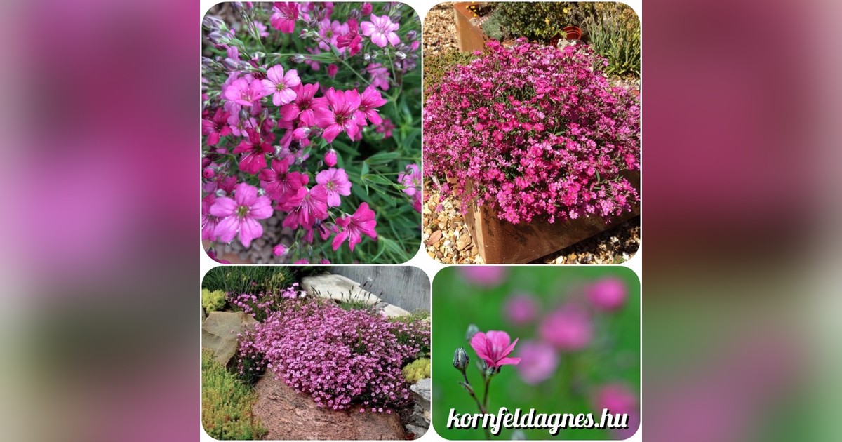 Évelő havasi fátyolvirág &#039;filou rose&#039; magok eladók + AJÁNDÉK