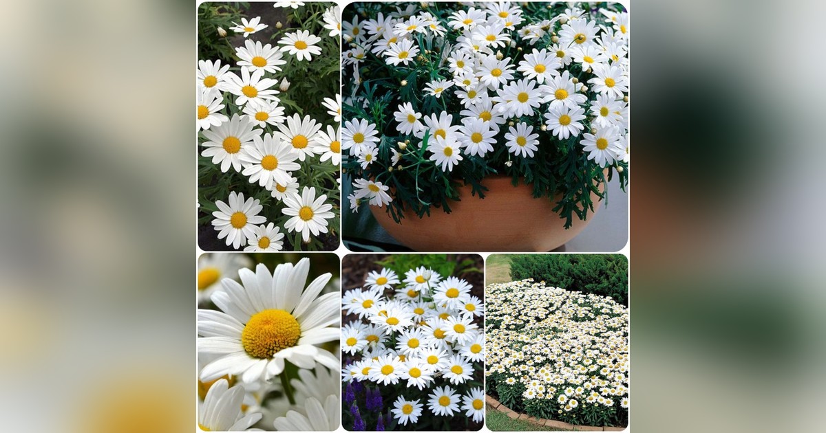 Évelő hófehér margaréta 'Ox-eye daisy' magok eladók + AJÁNDÉK