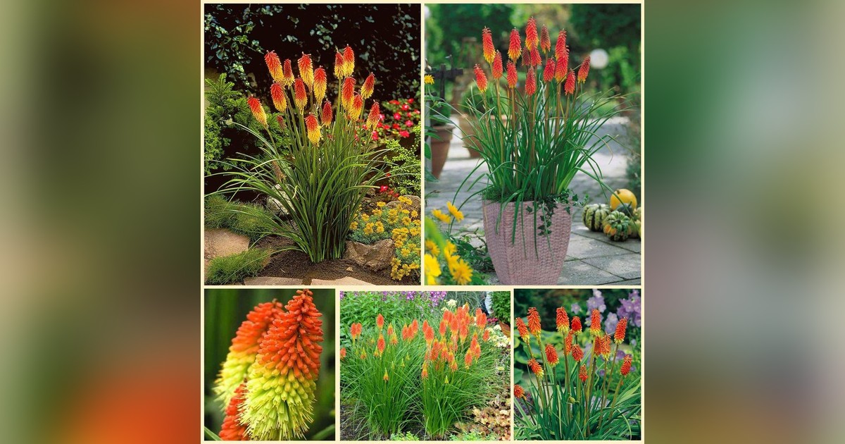 Évelő Kniphofia uvaria magok eladók + AJÁNDÉK