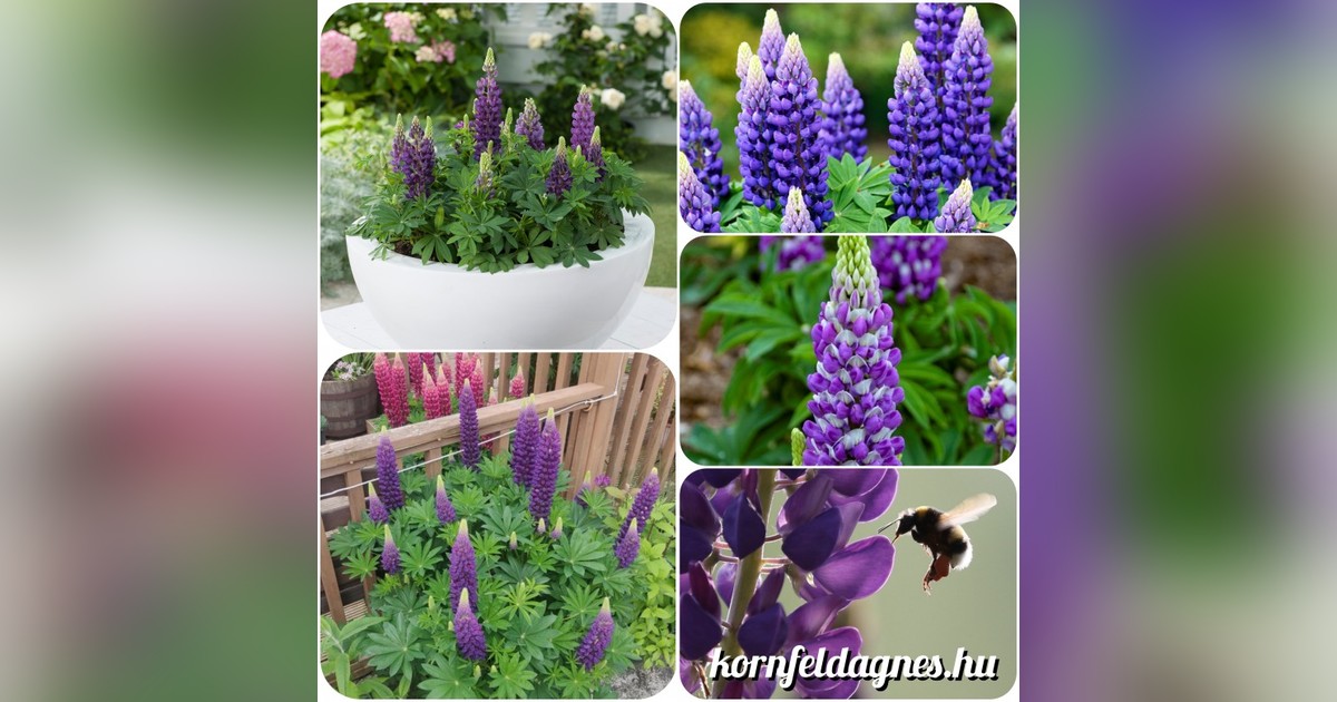 Évelő lila csillagfürt magok eladók + AJÁNDÉK