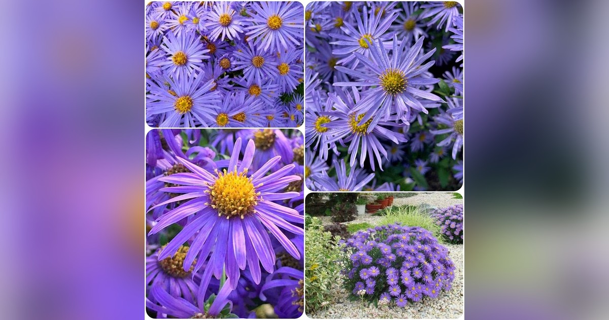 Évelő liláskék csillagőszirózsa magok eladók + AJÁNDÉK