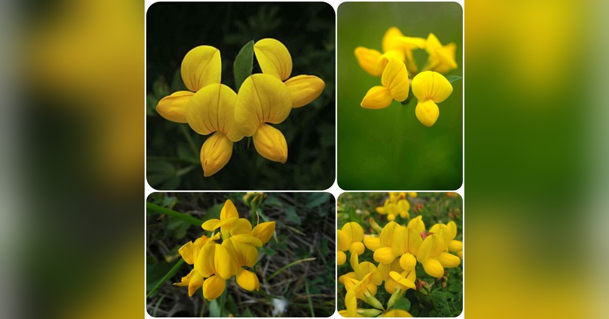 Évelő Lotus corniculatus magok eladók + AJÁNDÉK