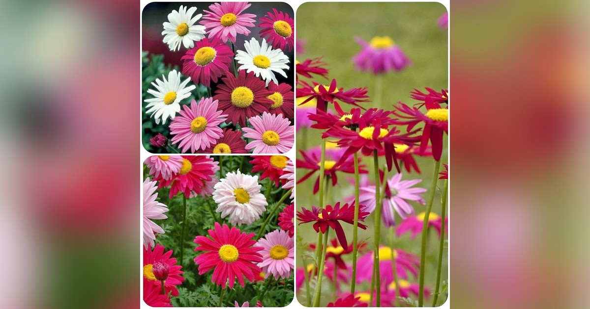 Évelő Margaréta mix magok eladók + AJÁNDÉK