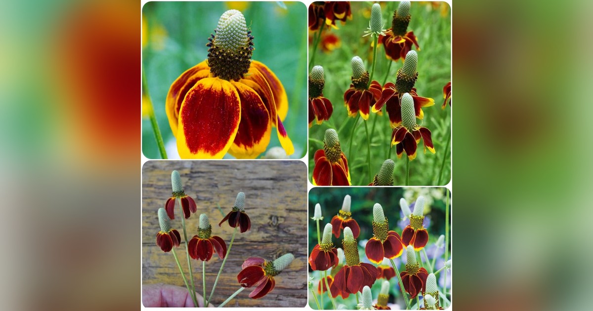 Évelő mexikói kalapvirág magok eladók + AJÁNDÉK!